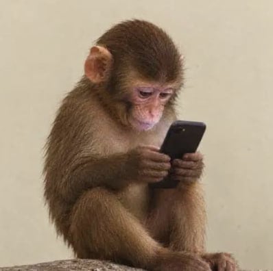 A baby macaque hunched on a rock, staring at a black smartphone
