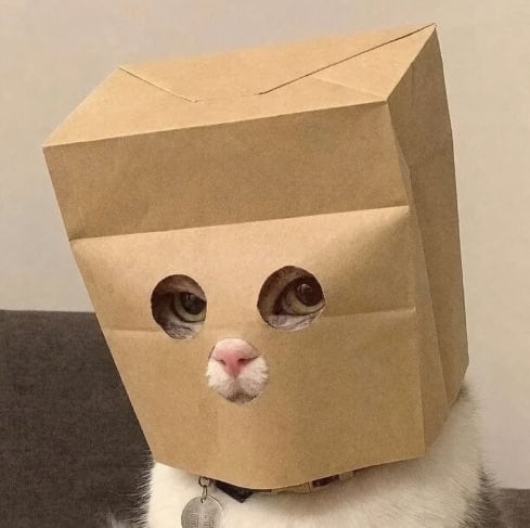 A white cat wearing a kraft paper bag with two eye holes cut into it
